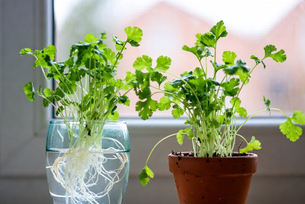 How to Grow Coriander (Dhania) at Home in Water or Pots – Super Easy Guide