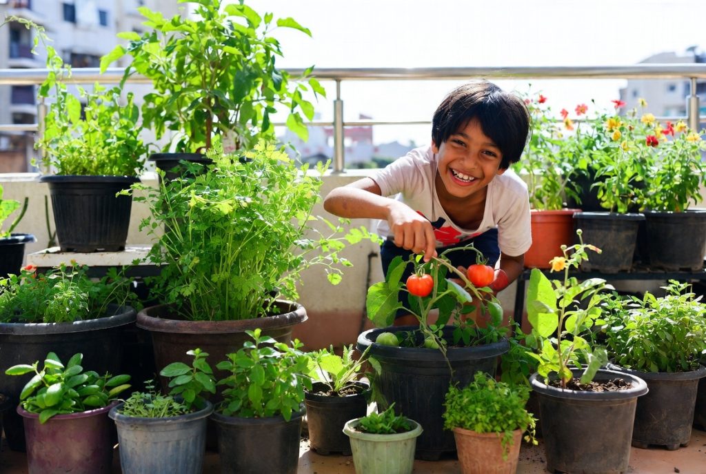 Kitchen Garden Plants List for Beginners in India: 15 Easiest Plants to Grow at Home